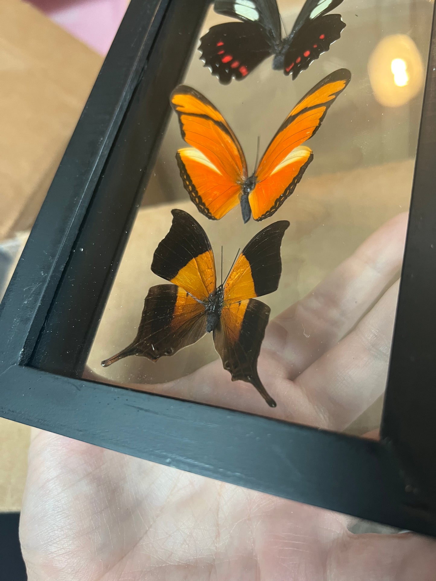 Butterfly Trio in Shadow Box