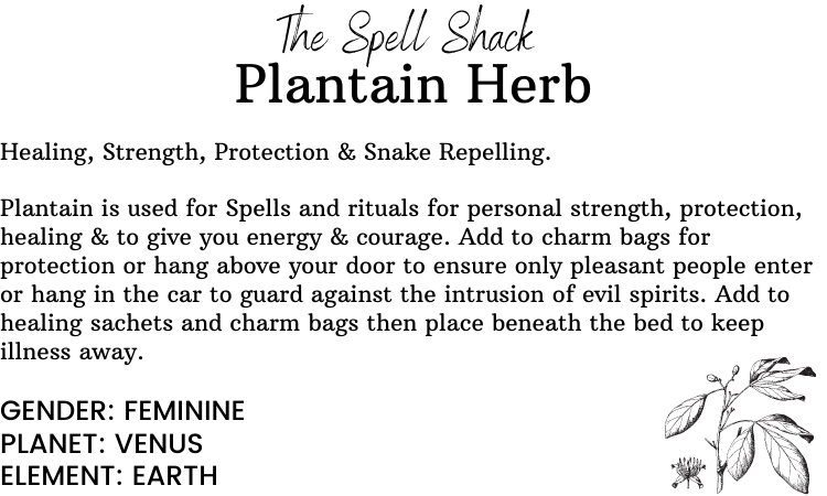 Plantain