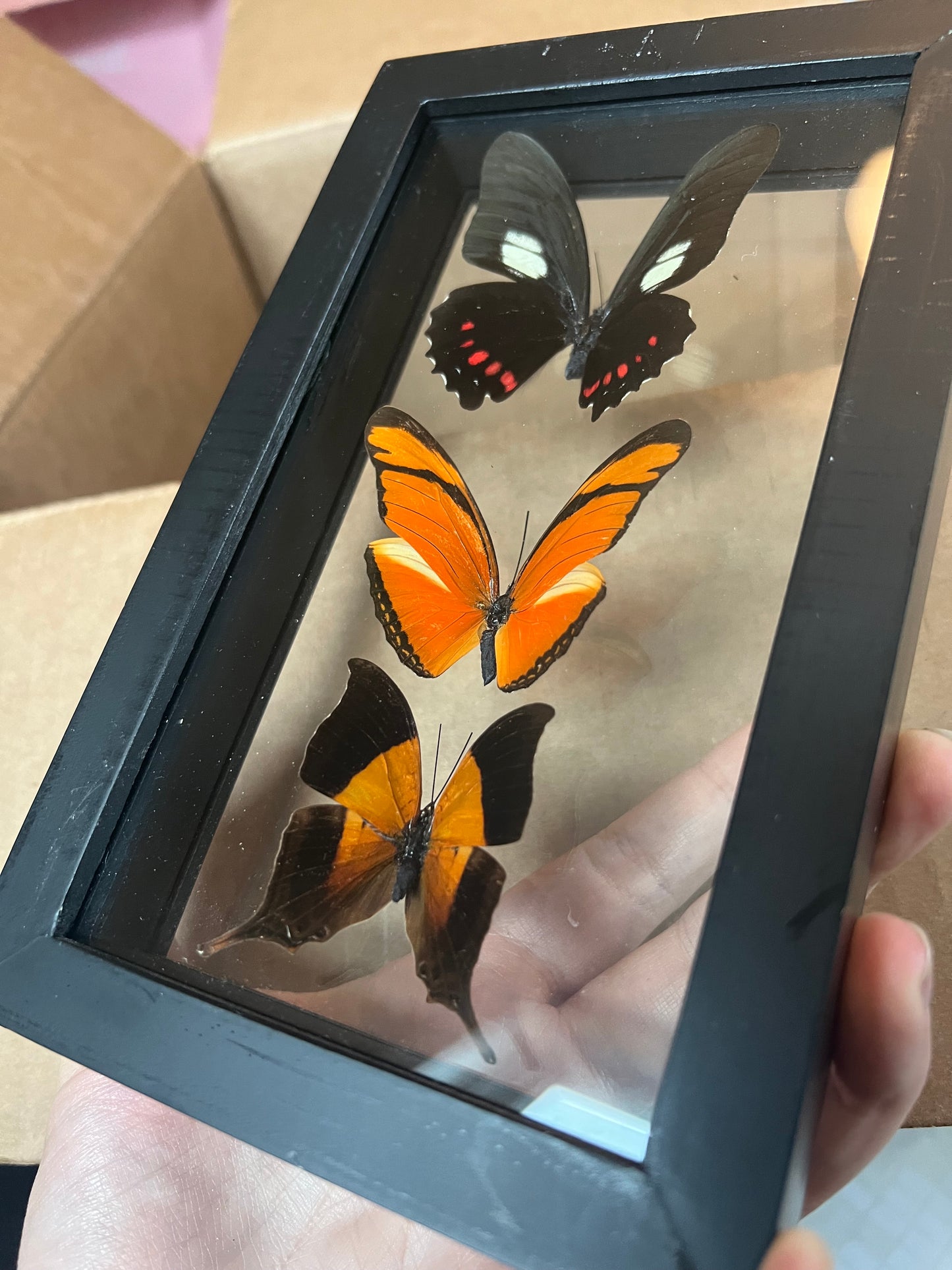 Butterfly Trio in Shadow Box