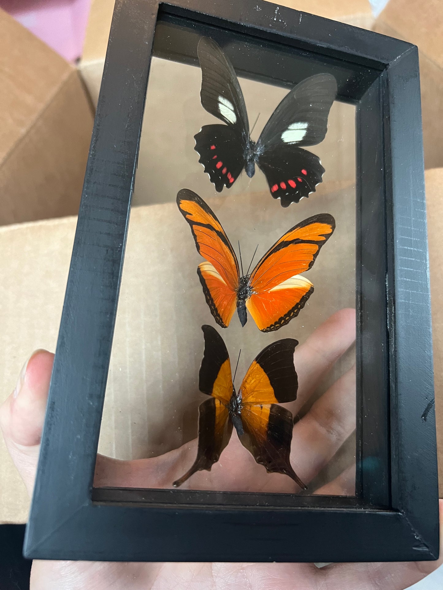 Butterfly Trio in Shadow Box