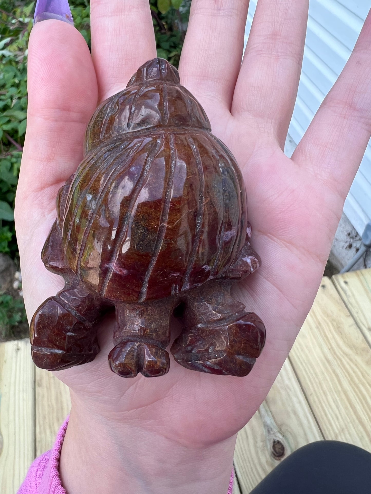 Ocean Jasper Hermit Crab