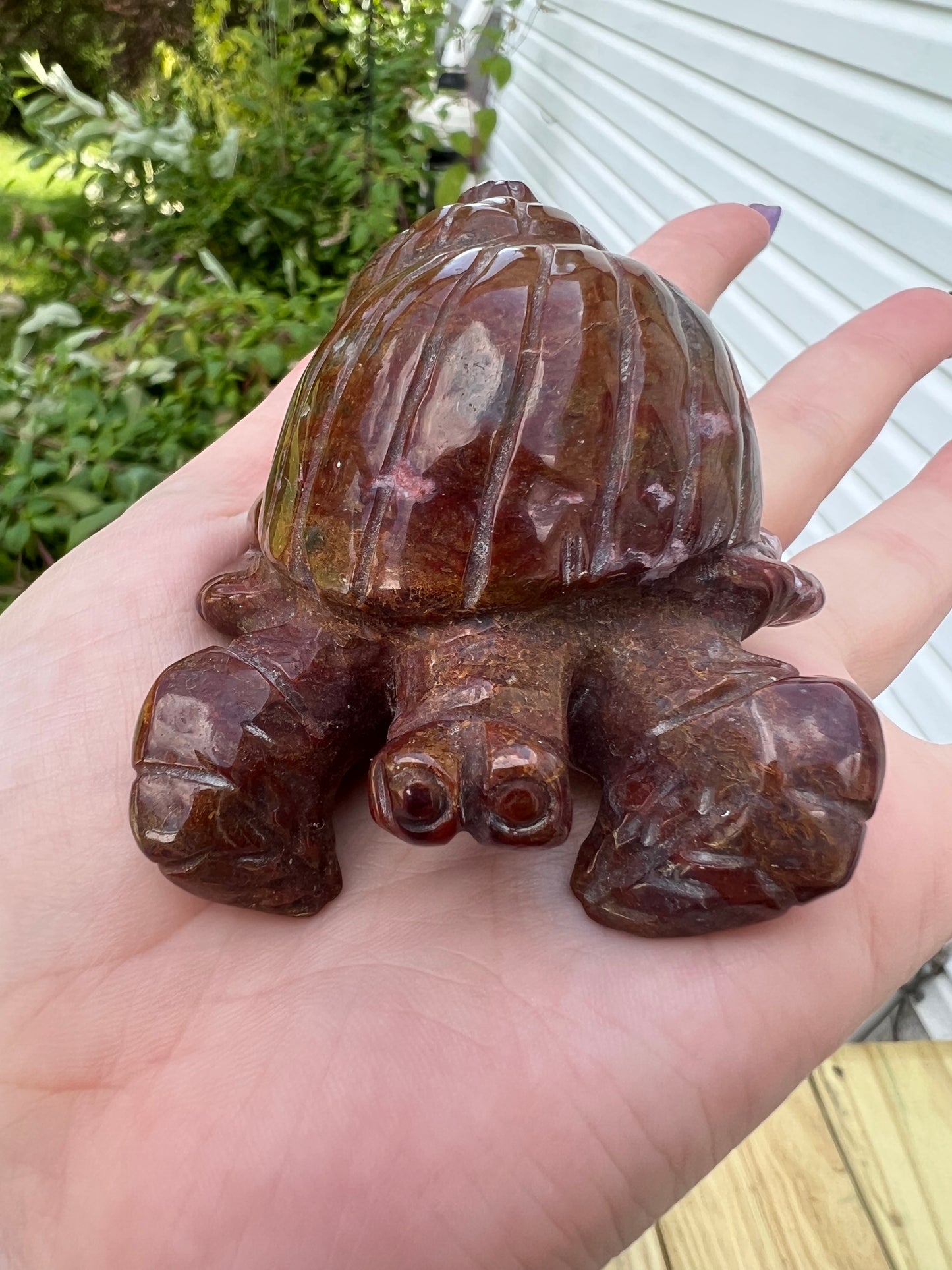 Ocean Jasper Hermit Crab