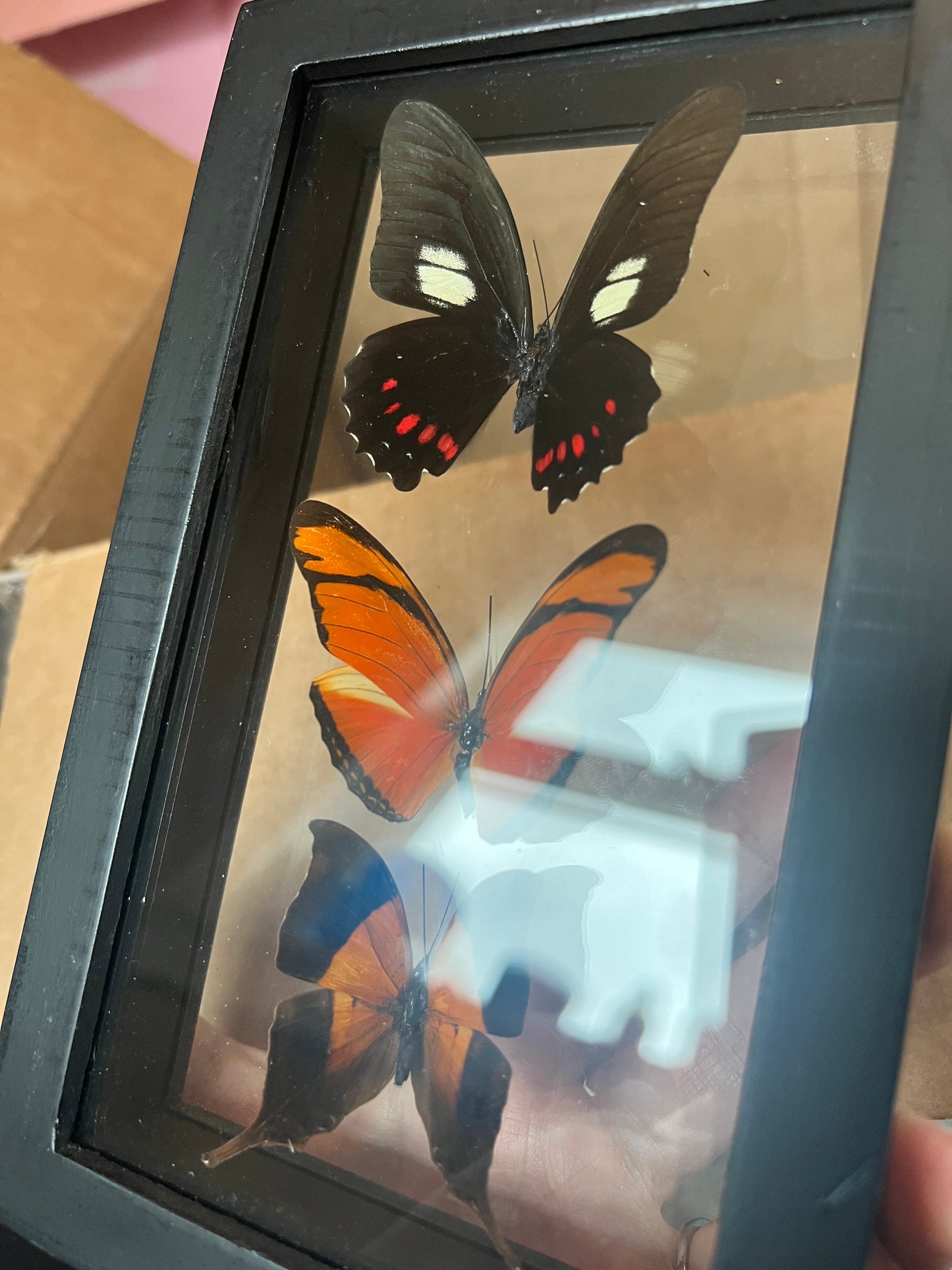 Butterfly Trio in Shadow Box