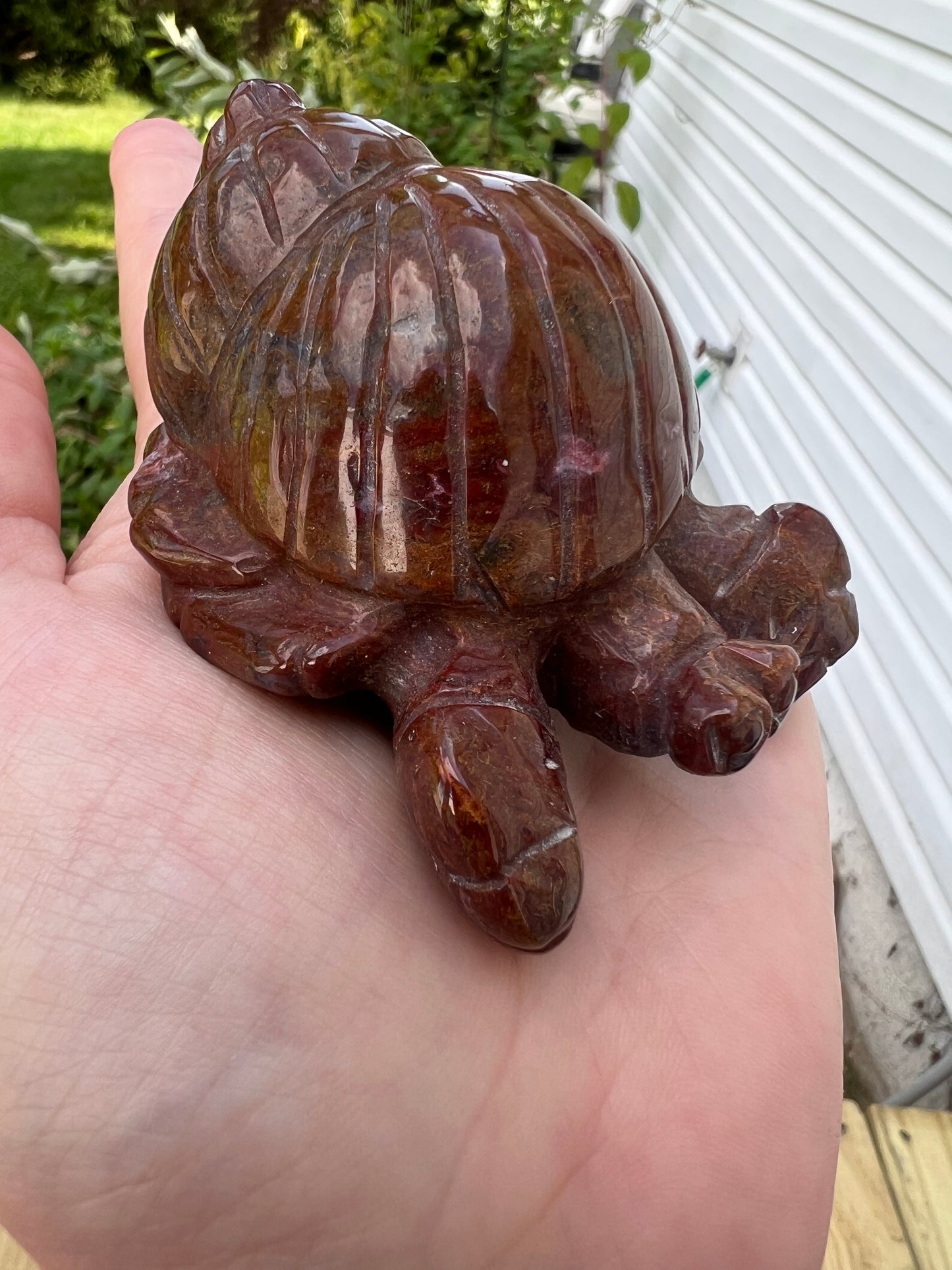 Ocean Jasper Hermit Crab