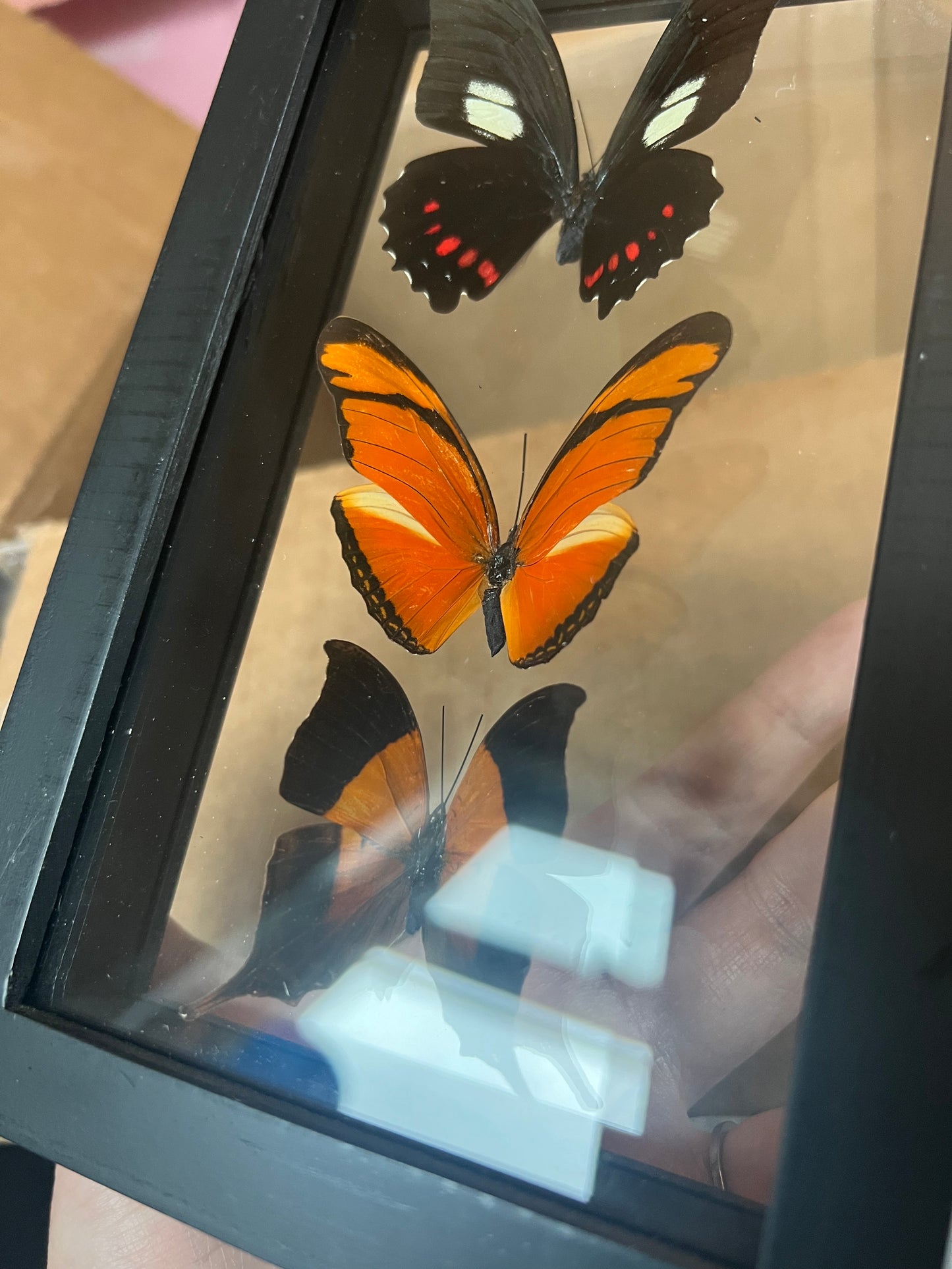 Butterfly Trio in Shadow Box