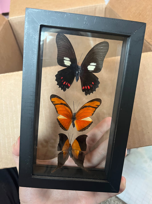 Butterfly Trio in Shadow Box