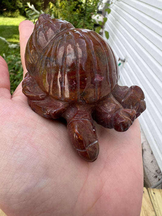 Ocean Jasper Hermit Crab