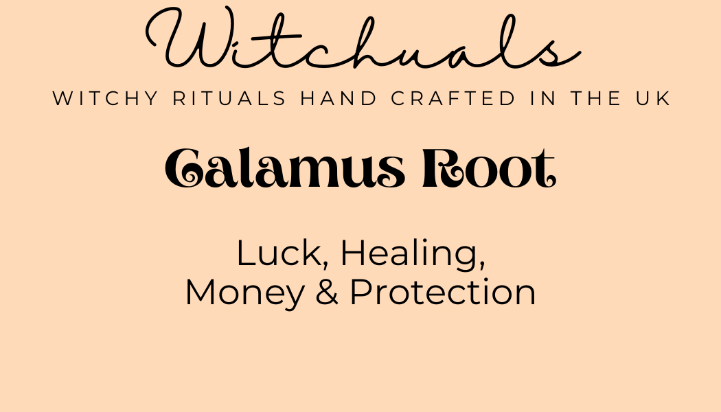 Calamus Root