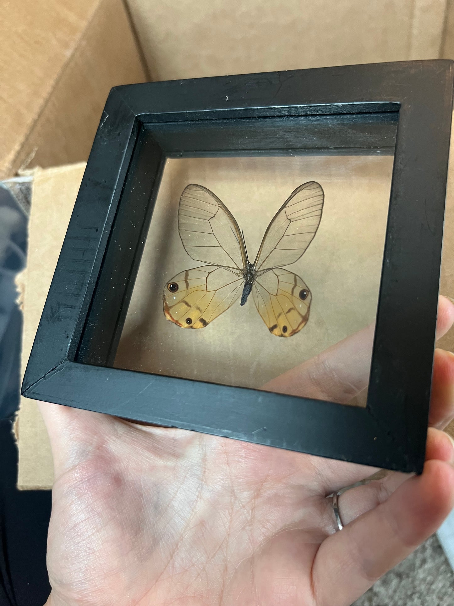 Single Butterfly in Shadow Box