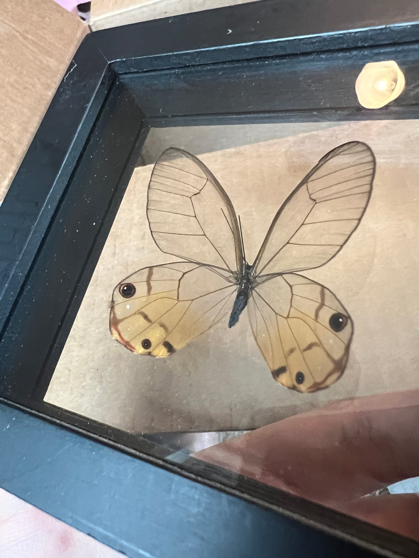 Single Butterfly in Shadow Box